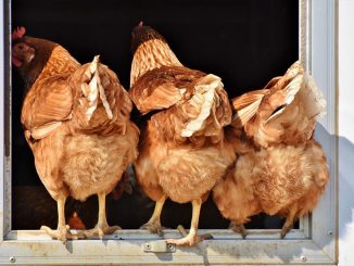 Hühner - nachhaltige Ernährung