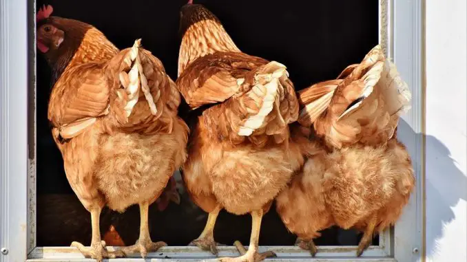 Hühner - nachhaltige Ernährung