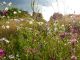 Blumenwiese - Natur- und Artenschutz